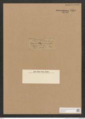 Diatomeae indet. Zeichnungen Sammlung Grunow Nr. 4405 (NHMW-BOT-W0372567)